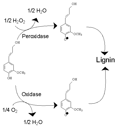 LigninPolymerisation