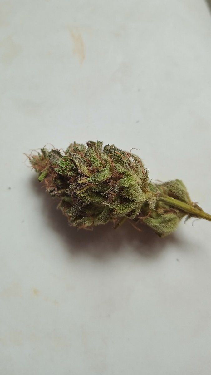 Lil bluecheese bud