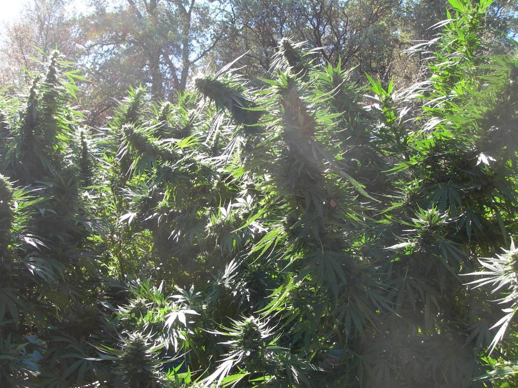Lil grow1