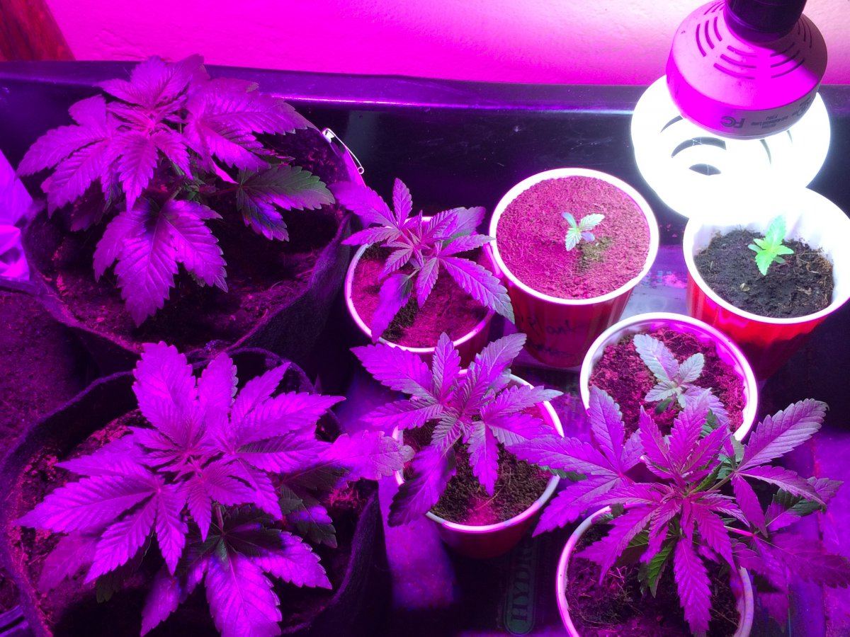 Lil petes first coco grow