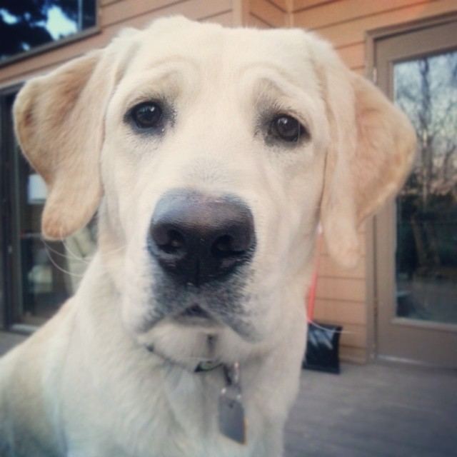 Lilly