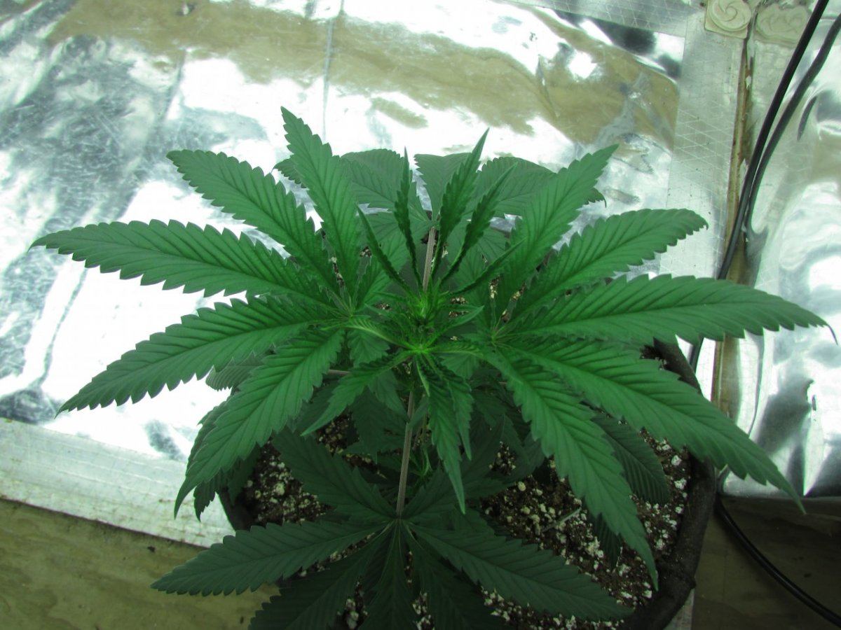 Lime cookie pre teens 010