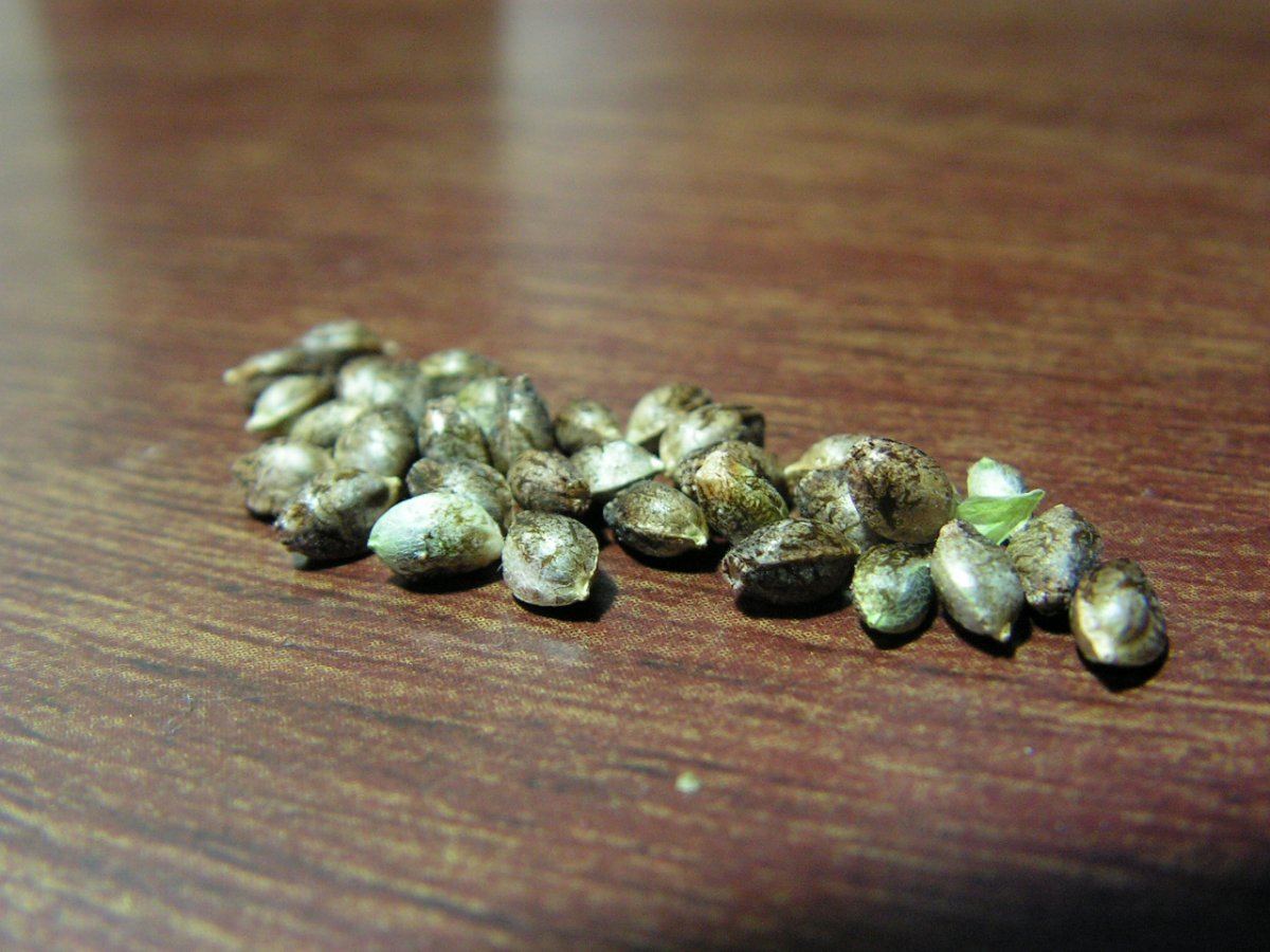 LIME KUSH 2 FEMS