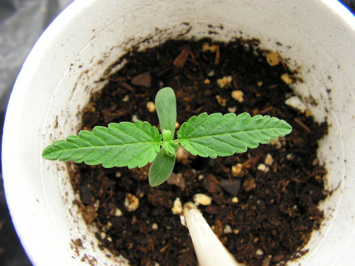 Lime kush fem 1