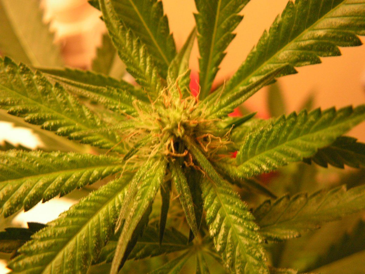LIME KUSH FEM1