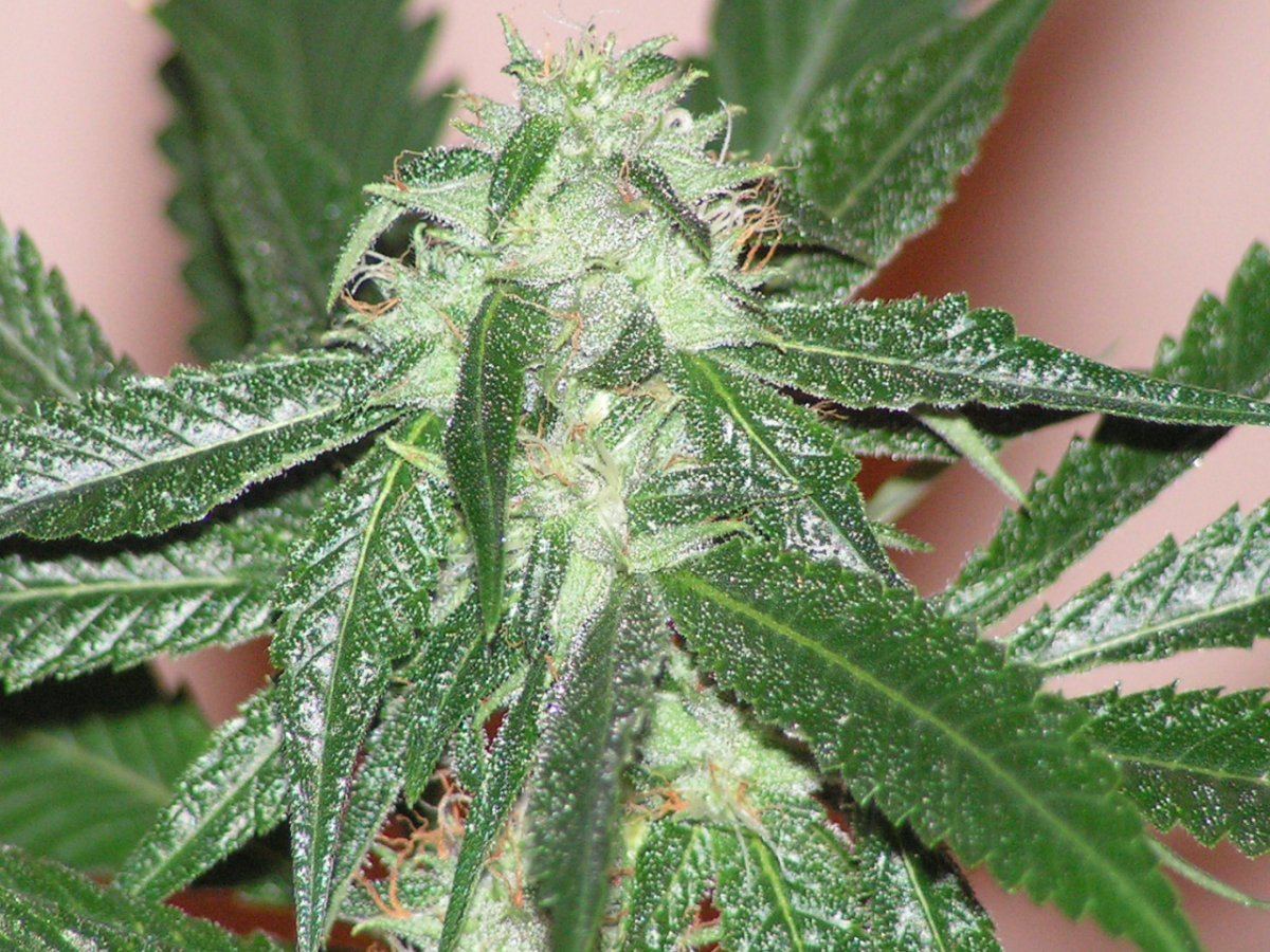 LIME KUSH FEM10