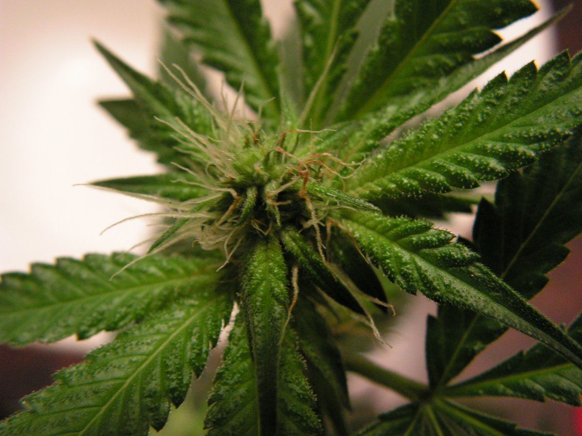 LIME KUSH FEM2