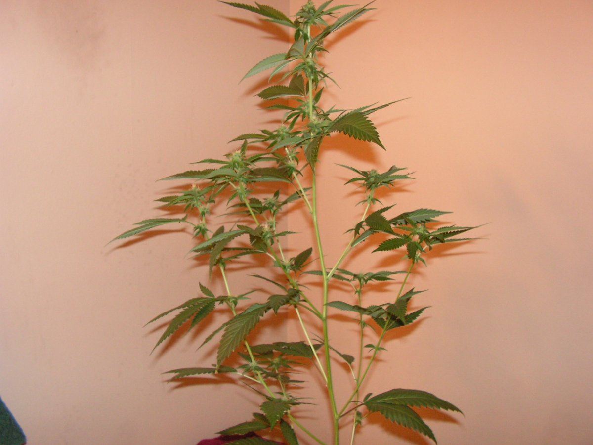 LIME KUSH FEM3
