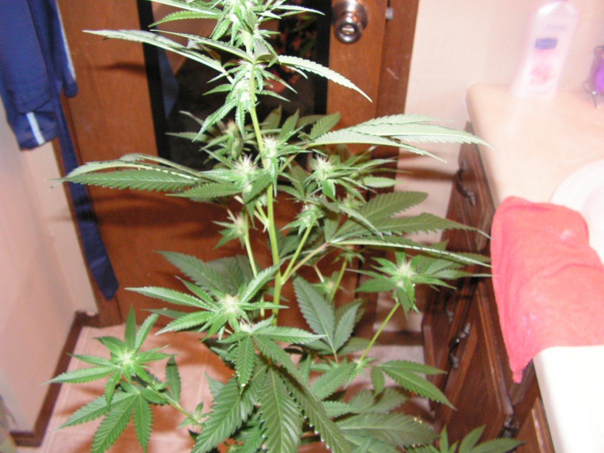 LIME KUSH FEM4