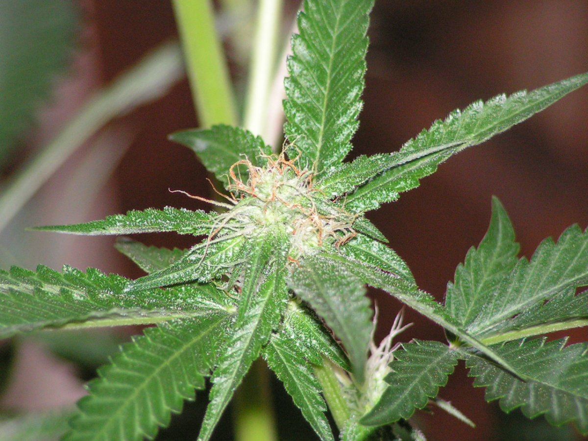 LIME KUSH FEM5