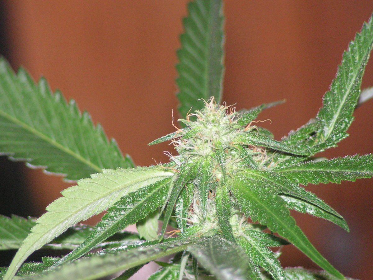 LIME KUSH FEM6