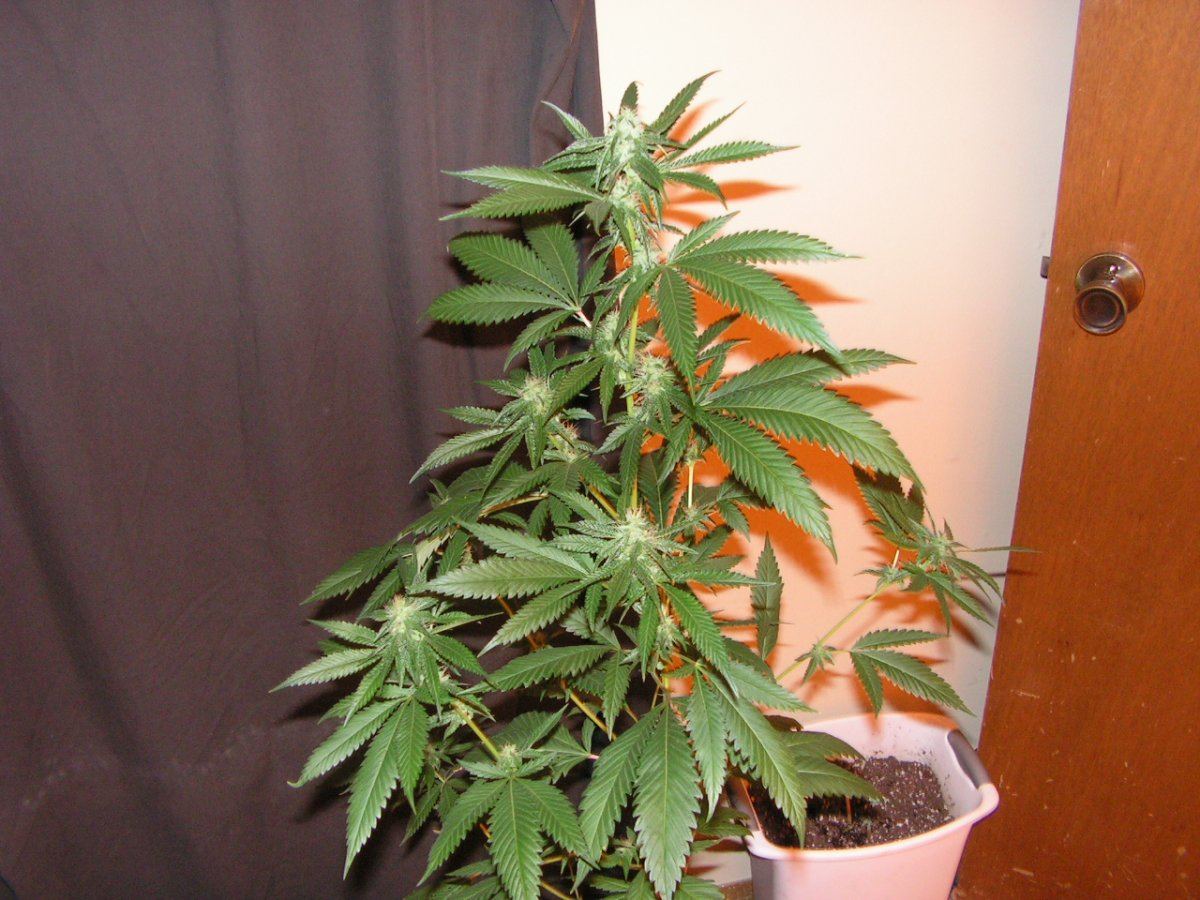 LIME KUSH FEM7