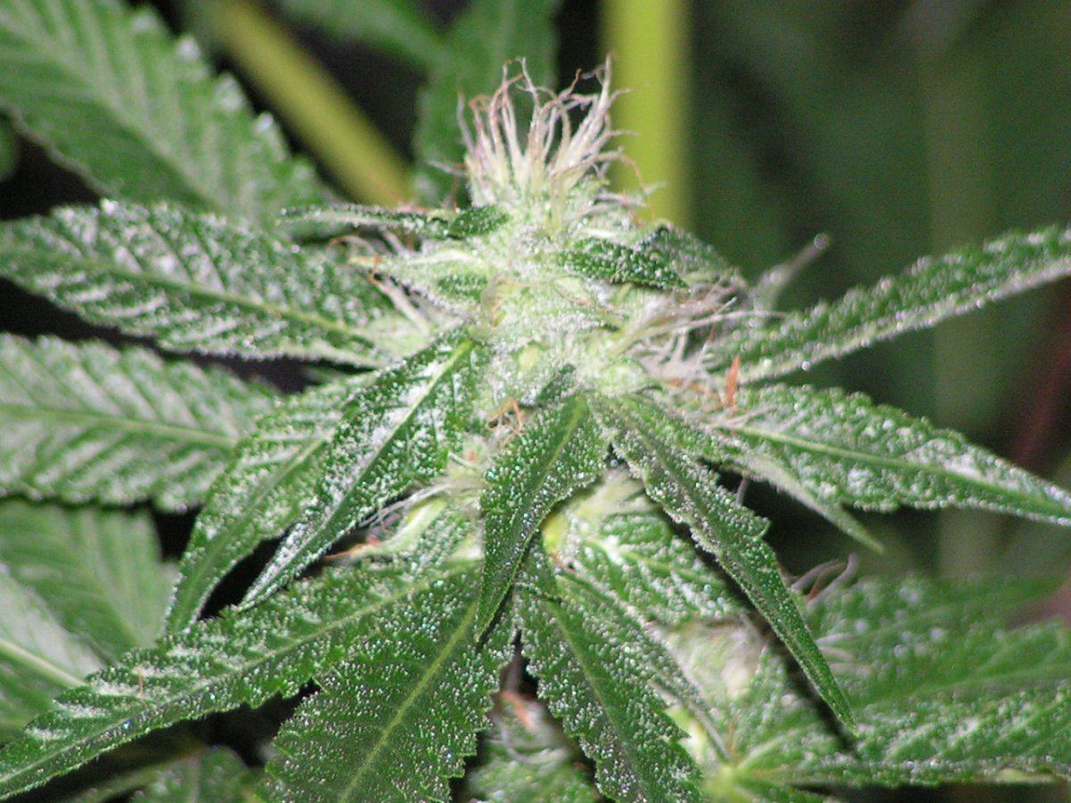 LIME KUSH FEM8