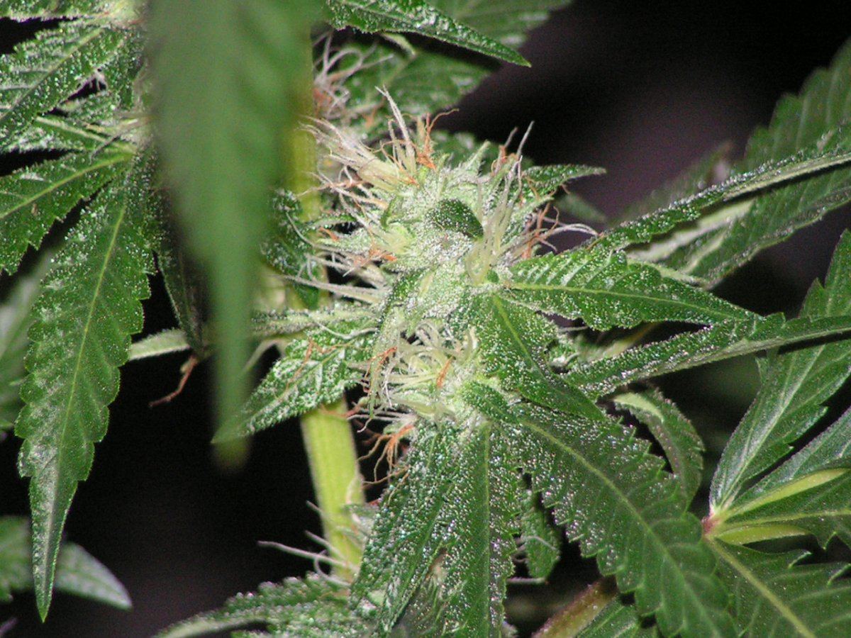 LIME KUSH FEM9
