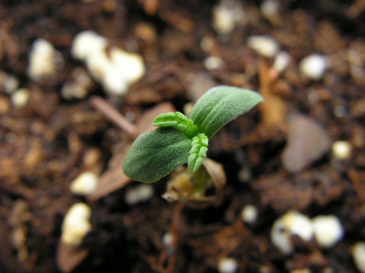 Lime kush seed plant 1
