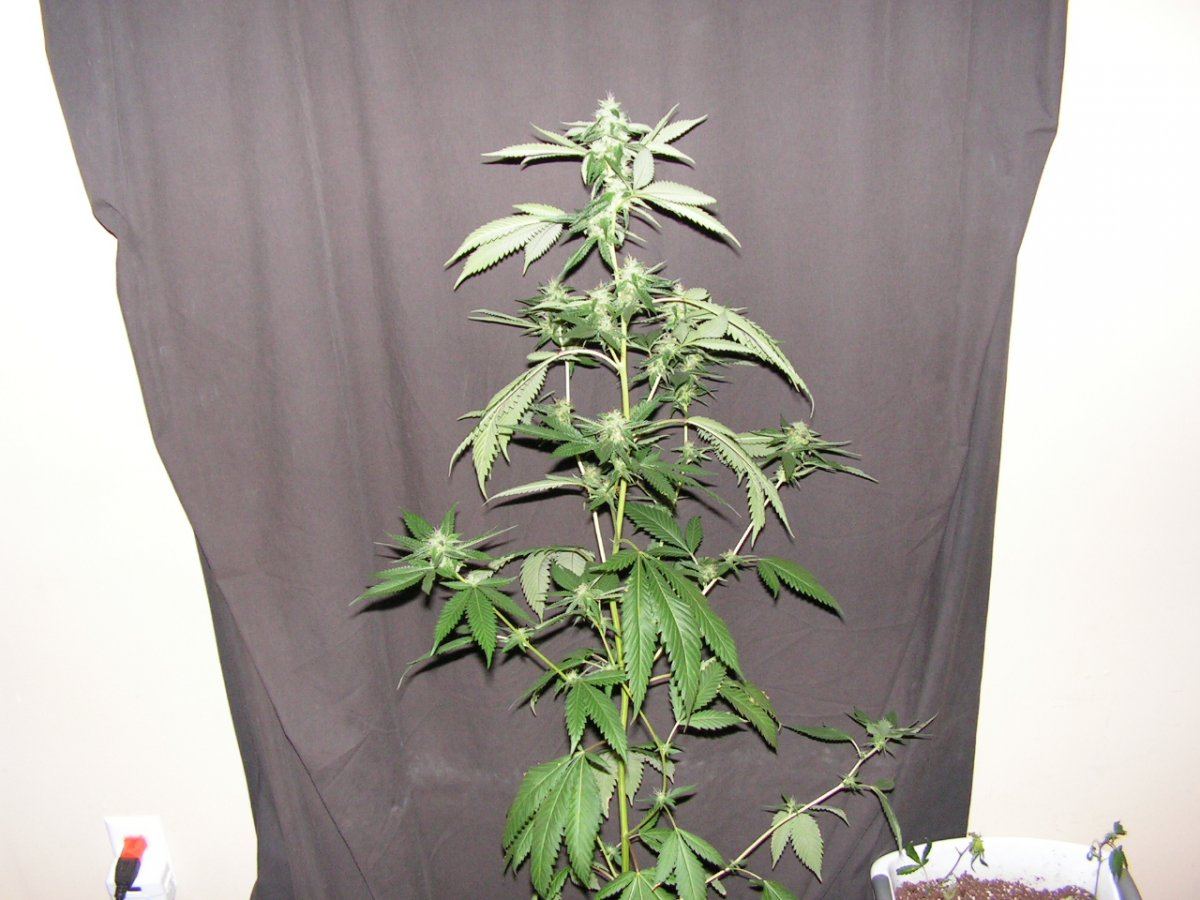 LIME KUSH11