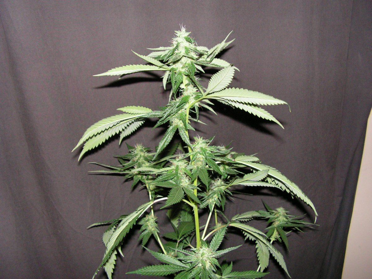 LIME KUSH12