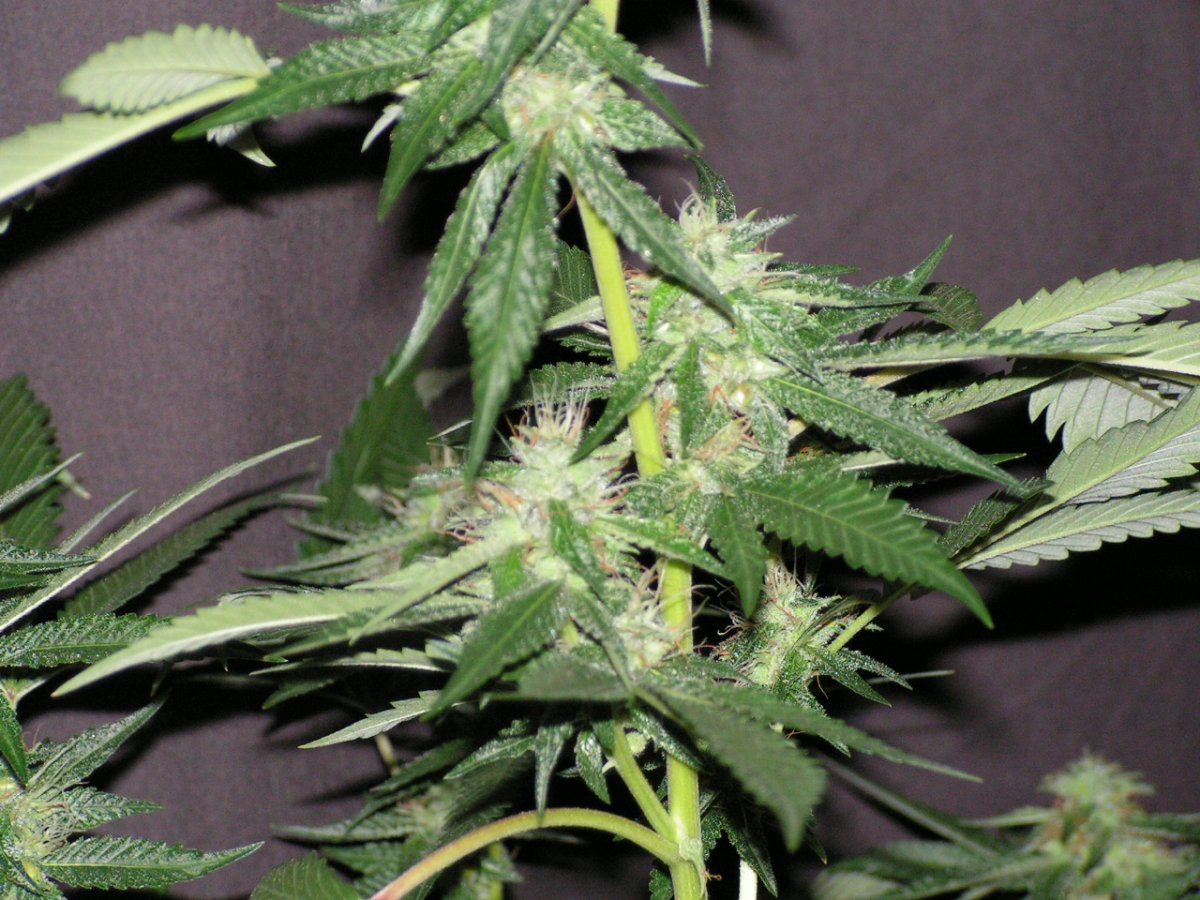 LIME KUSH13