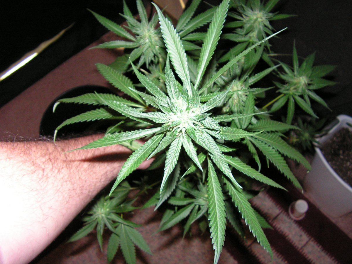 LIME KUSH14
