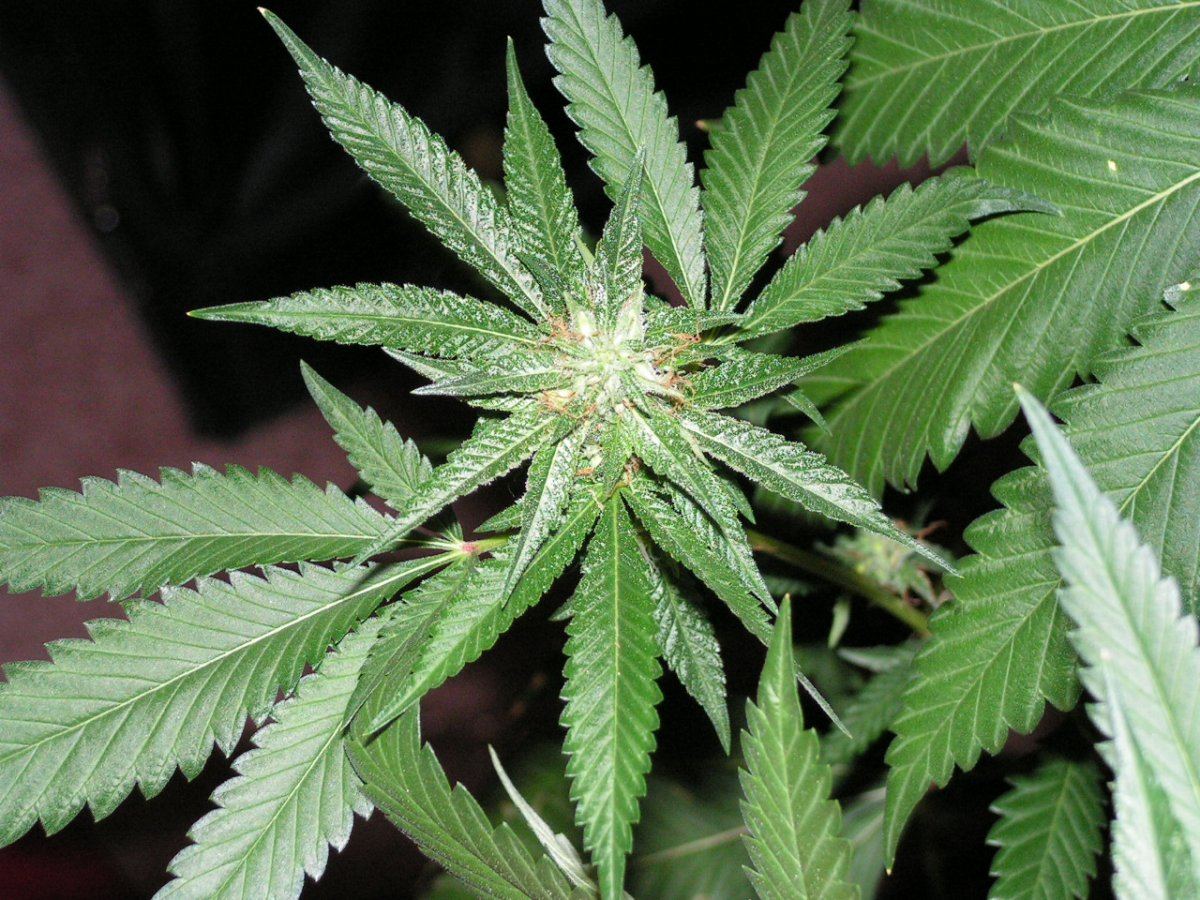 LIME KUSH15