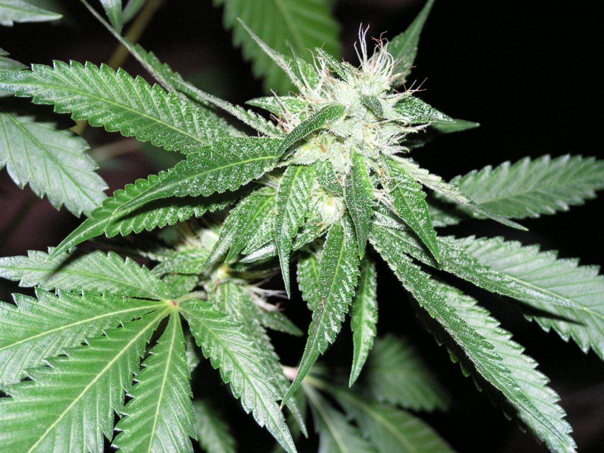 LIME KUSH16