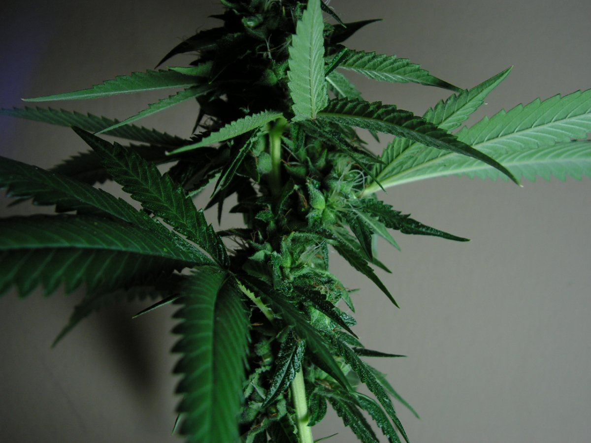 LIME KUSH18