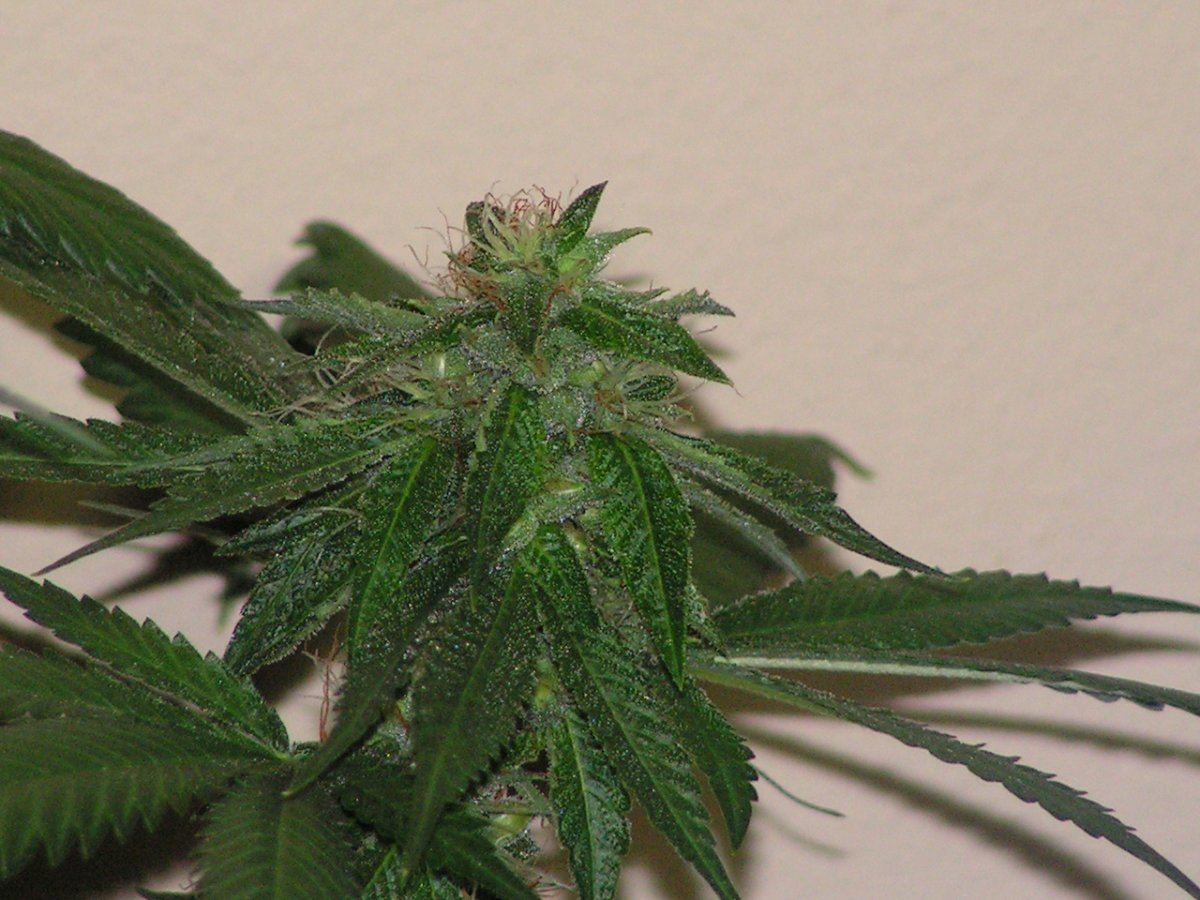 LIME KUSH19