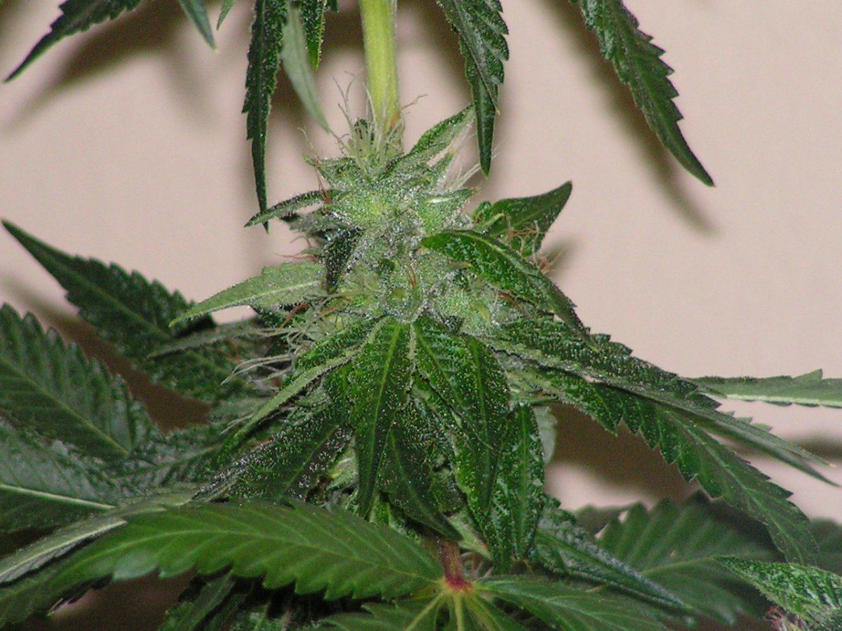LIME KUSH20