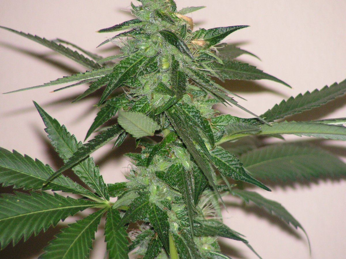 LIME KUSH21