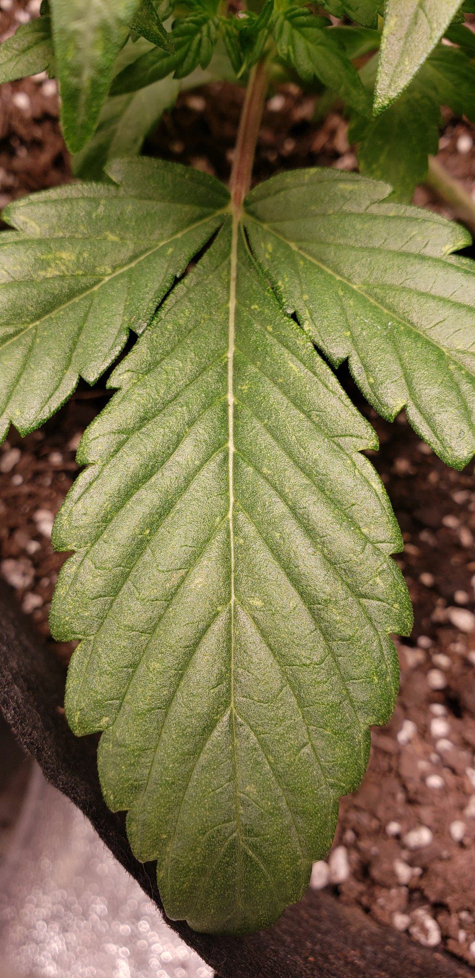Lite green dots on leaf