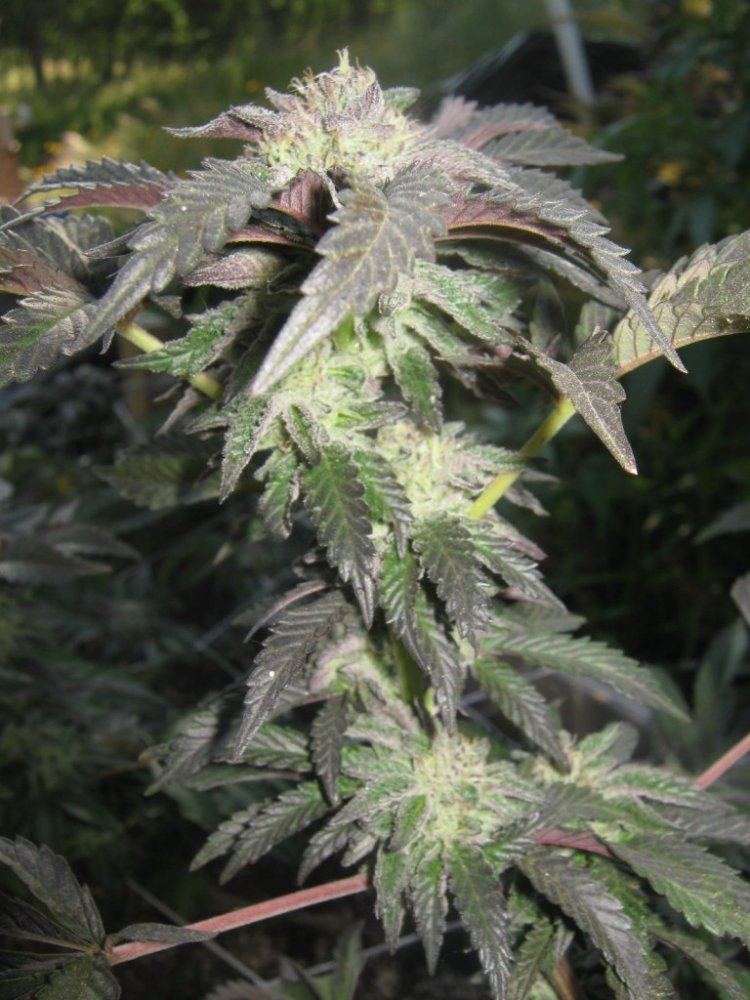 Litedepcookclose420