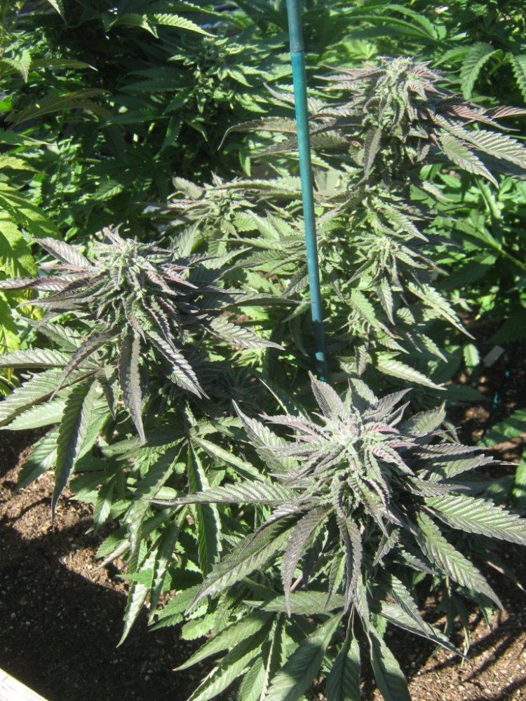 Litedeptrop420
