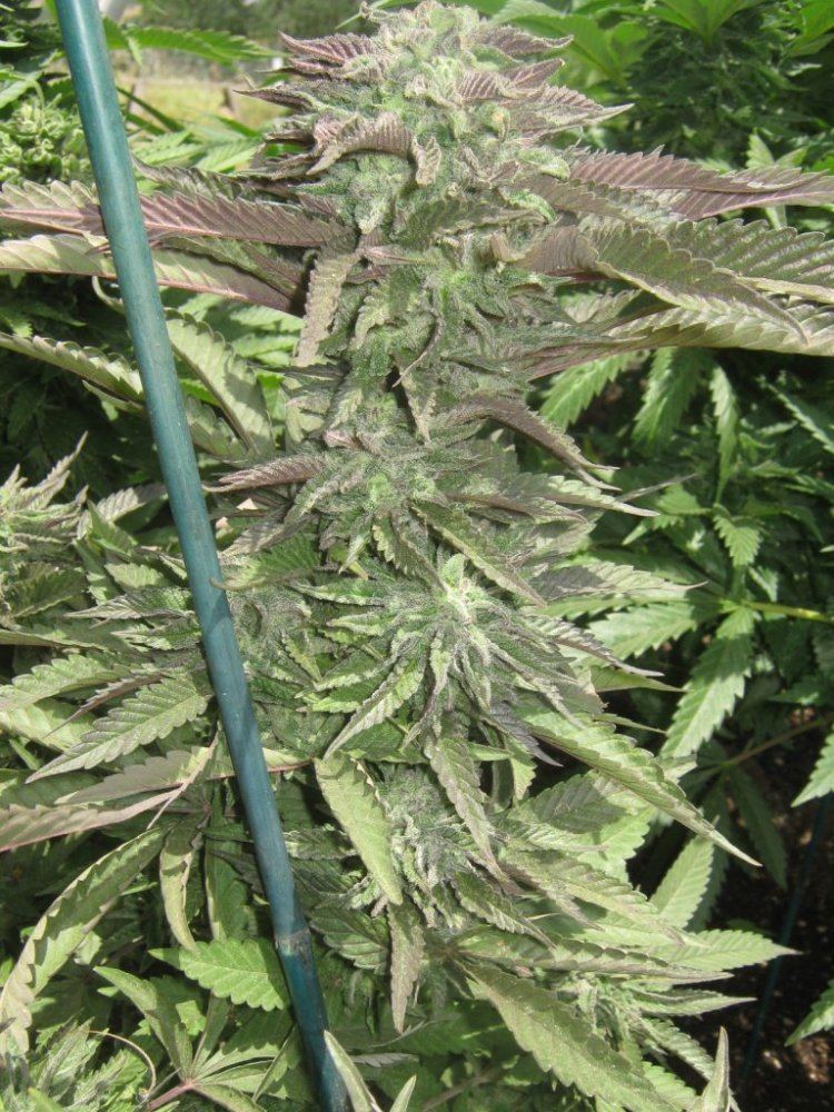 Litedeptropicma430