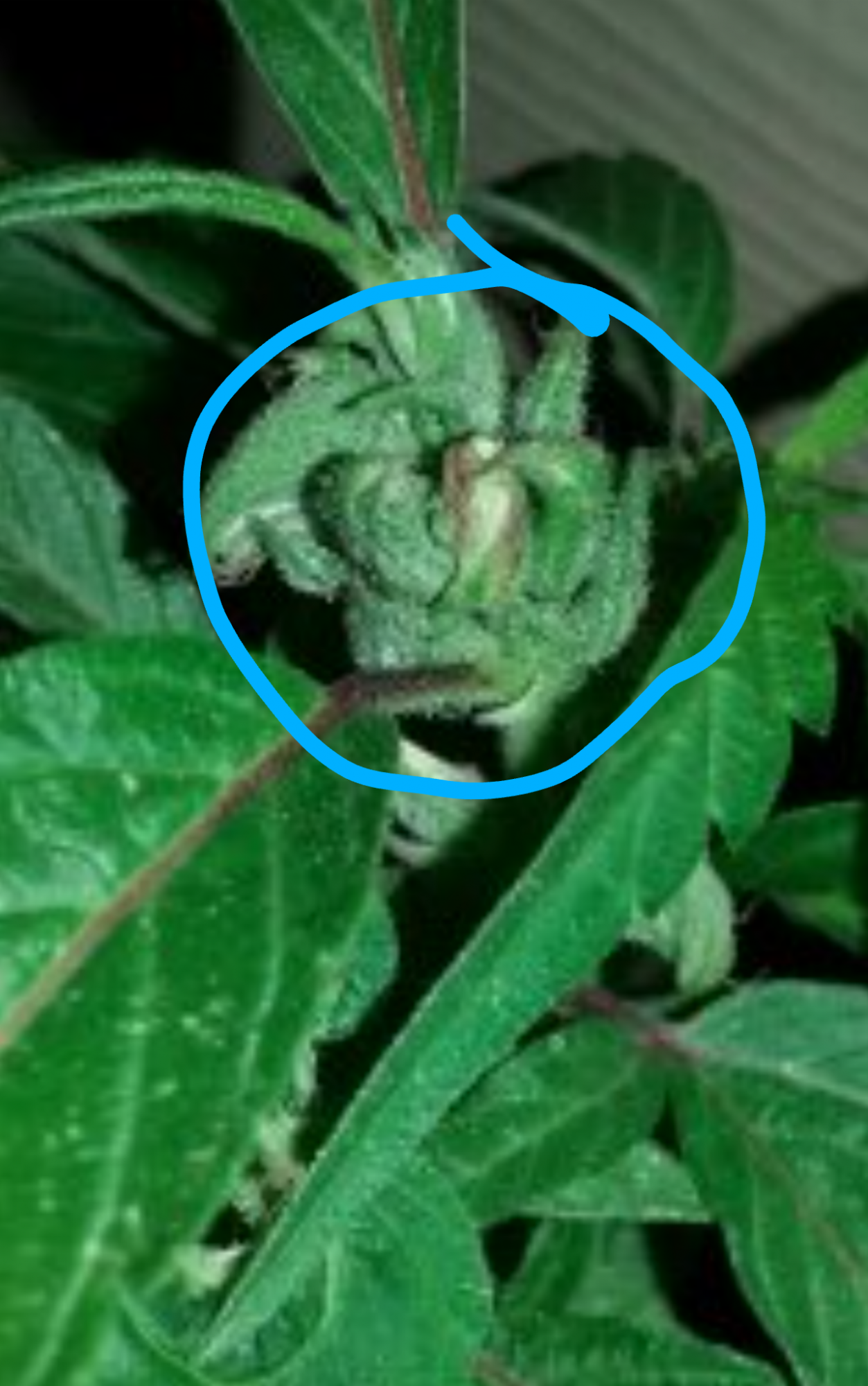 Little hindu man found in my early flower check out all the three pictures mind blower for us 