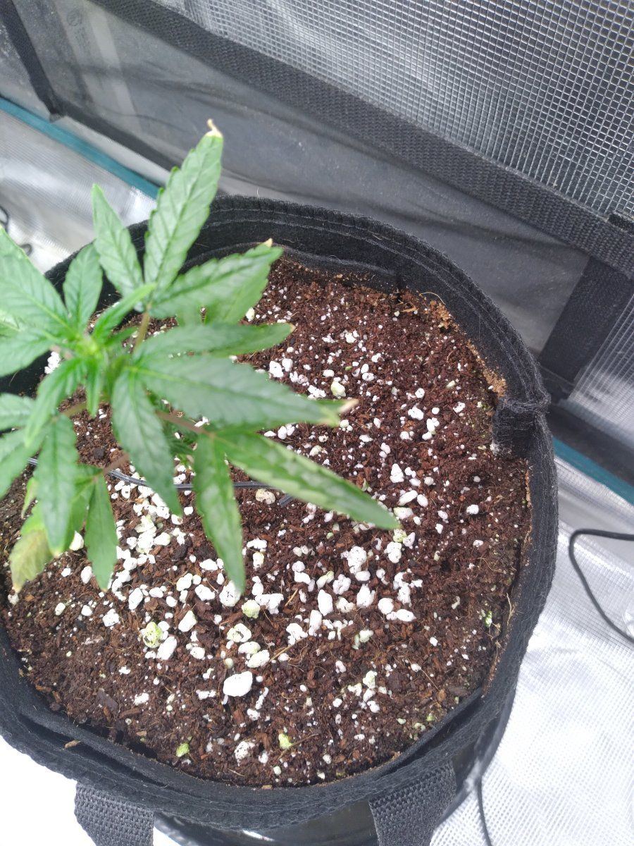 Little white bugs running around the top layer of my coco 4