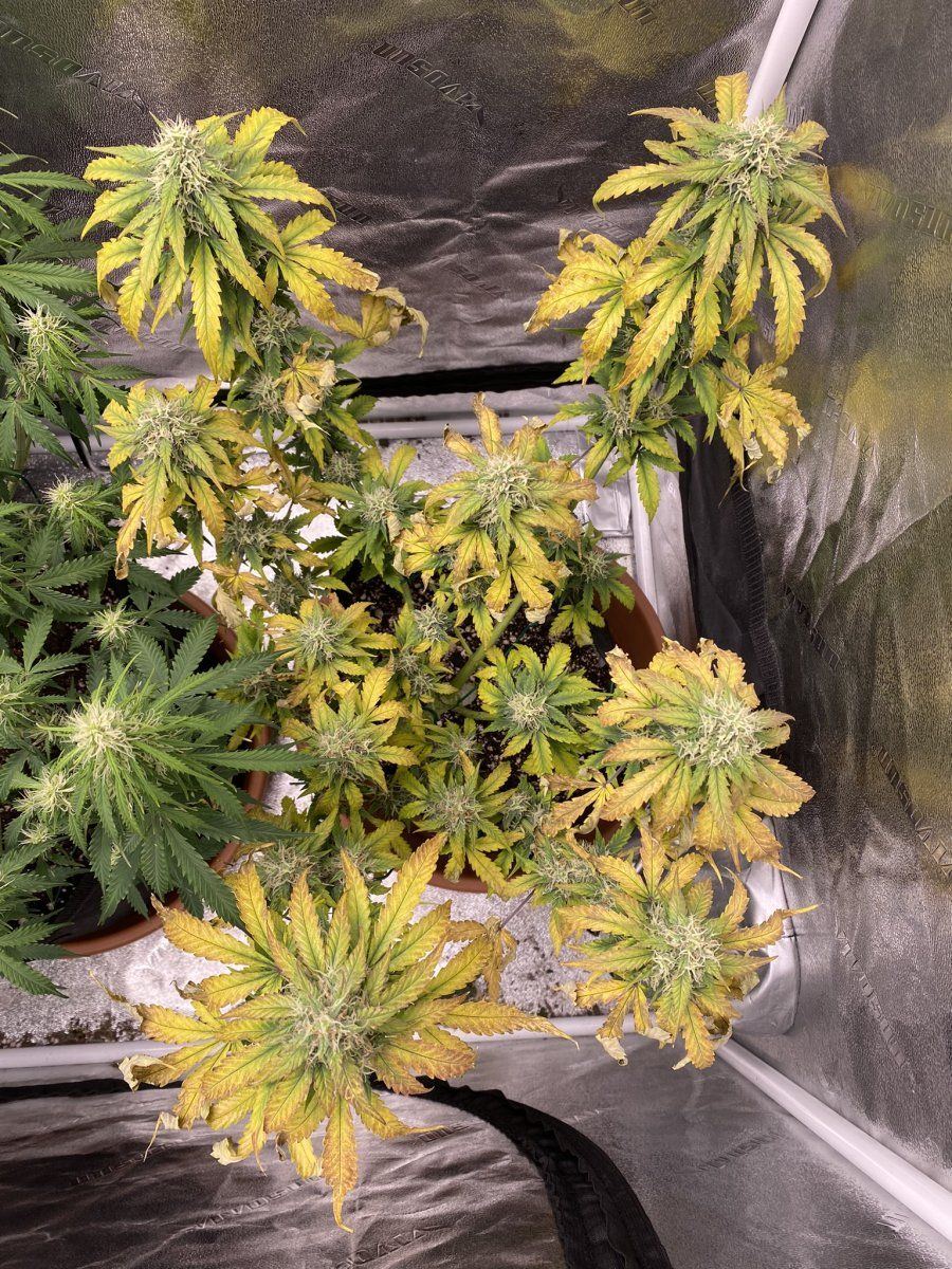 Living soil grow going south and fast 3