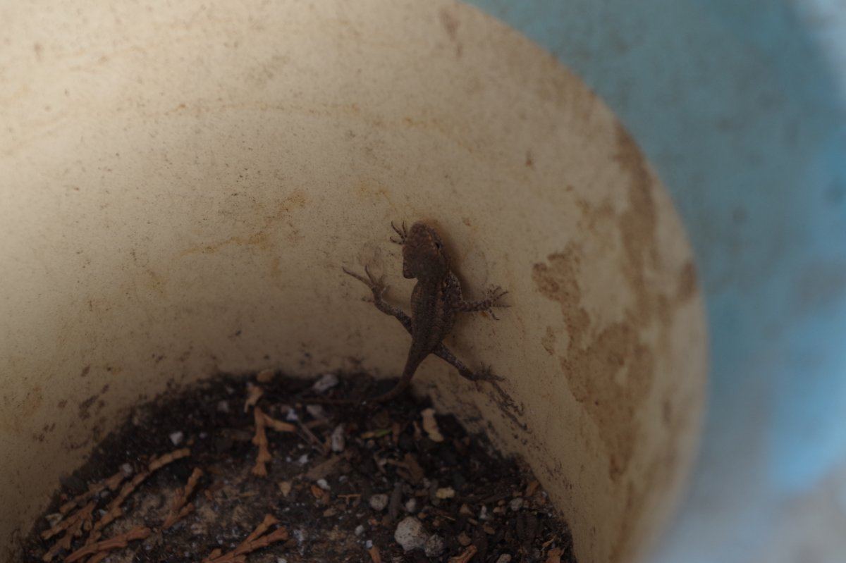 Lizard 01 2795 08 28 2017