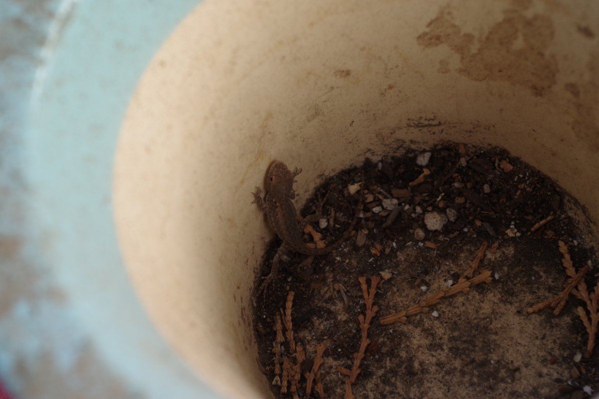 Lizard 02 2801 08 28 2017