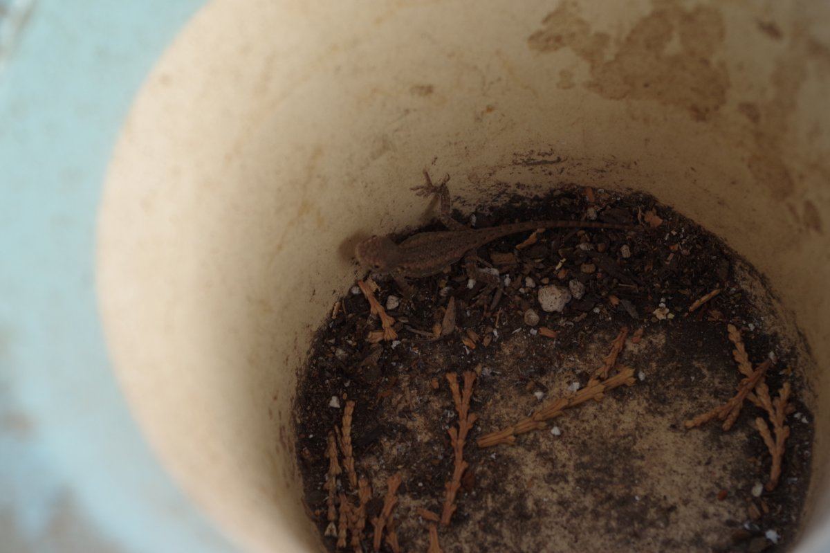 Lizard 05 2798 08 28 2017