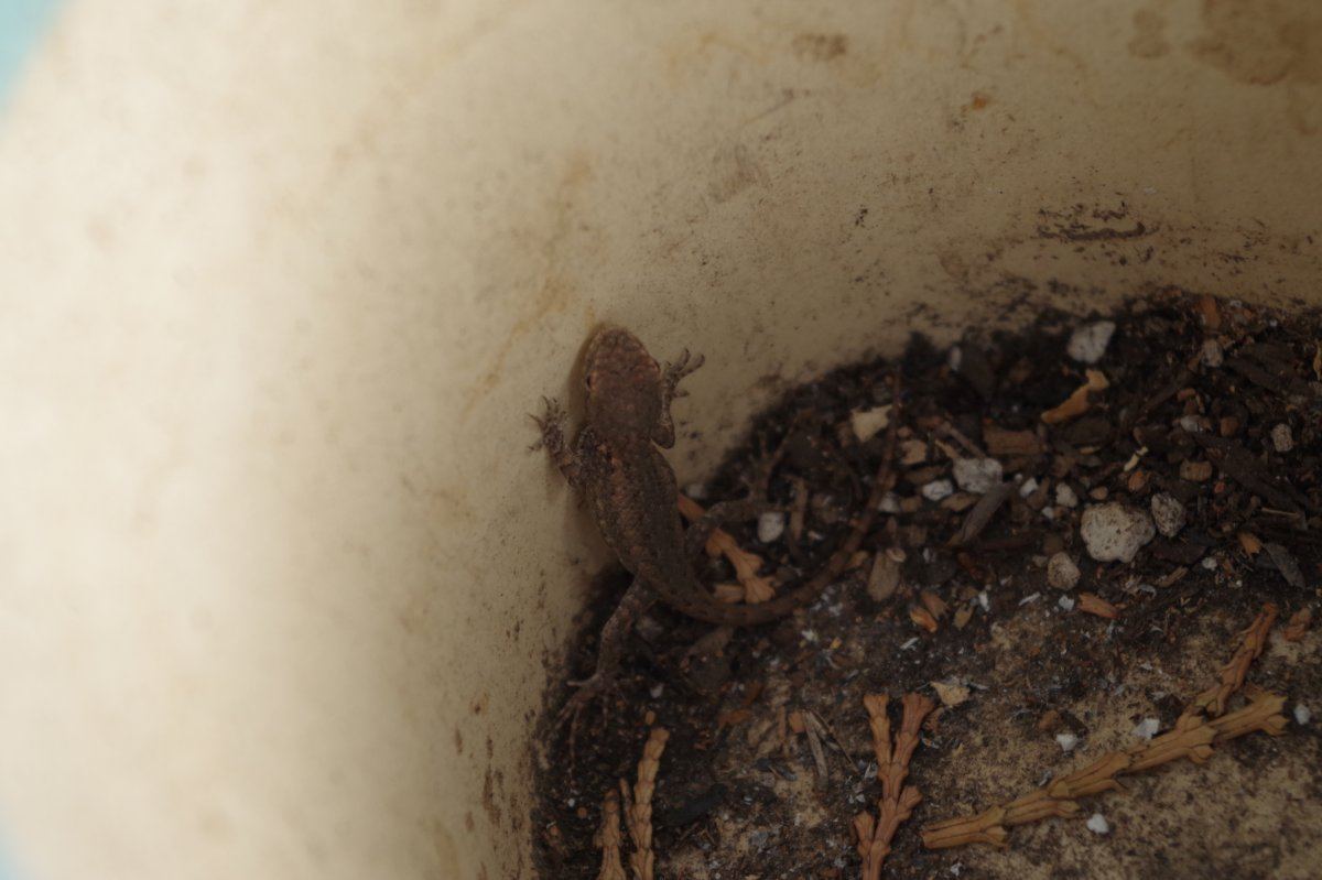 Lizard 07 2809 08 28 2017