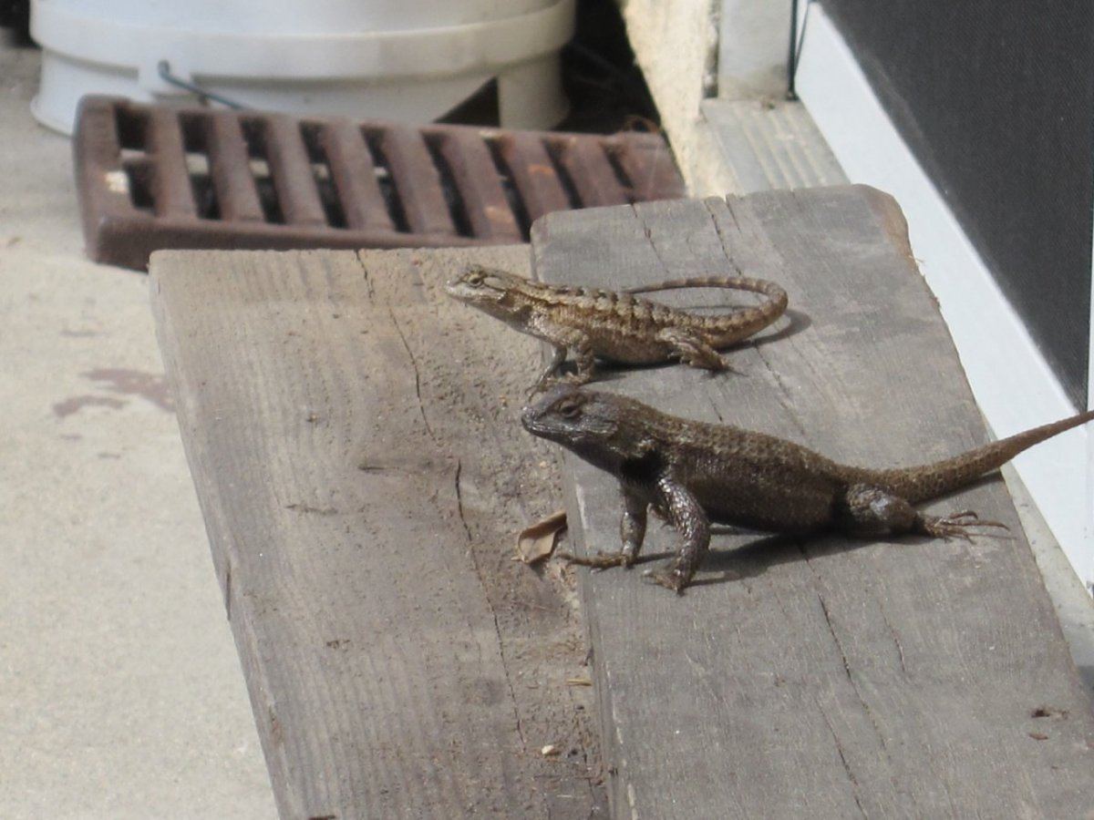 LizardPair1