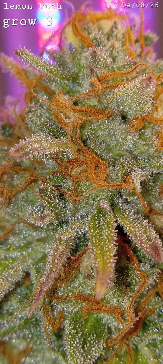 Lkgrow3