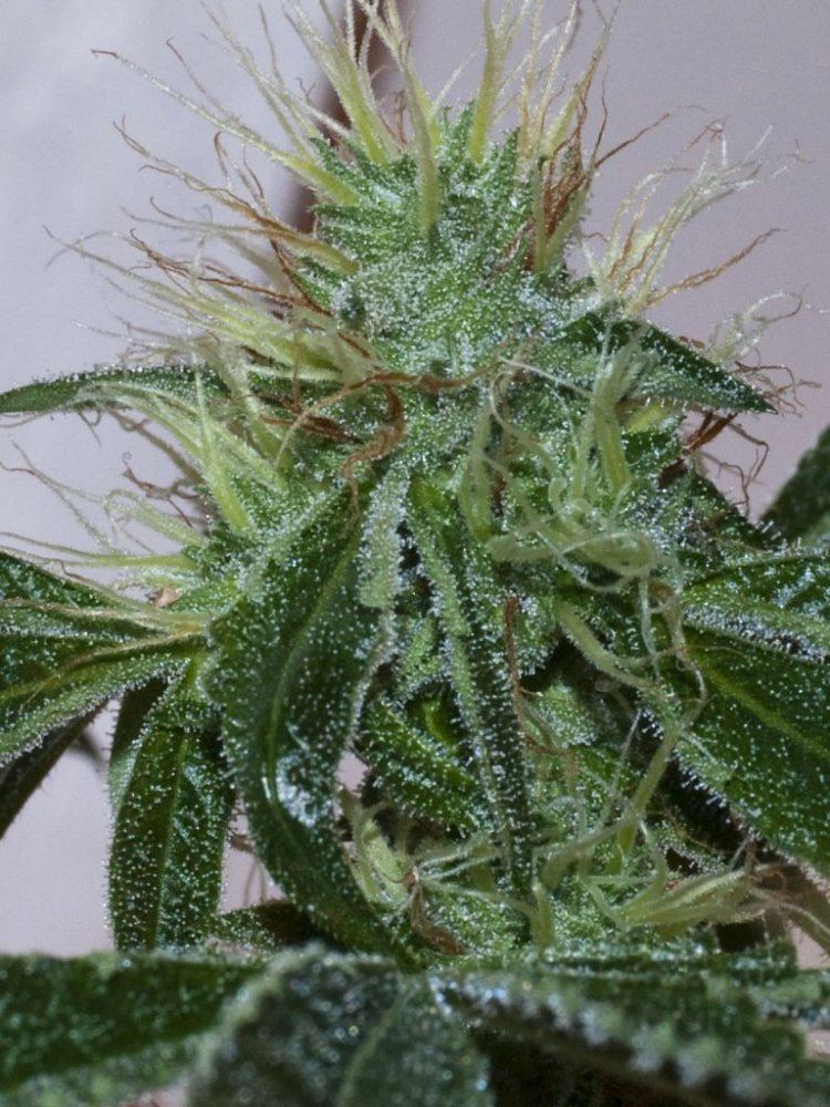 Lkush