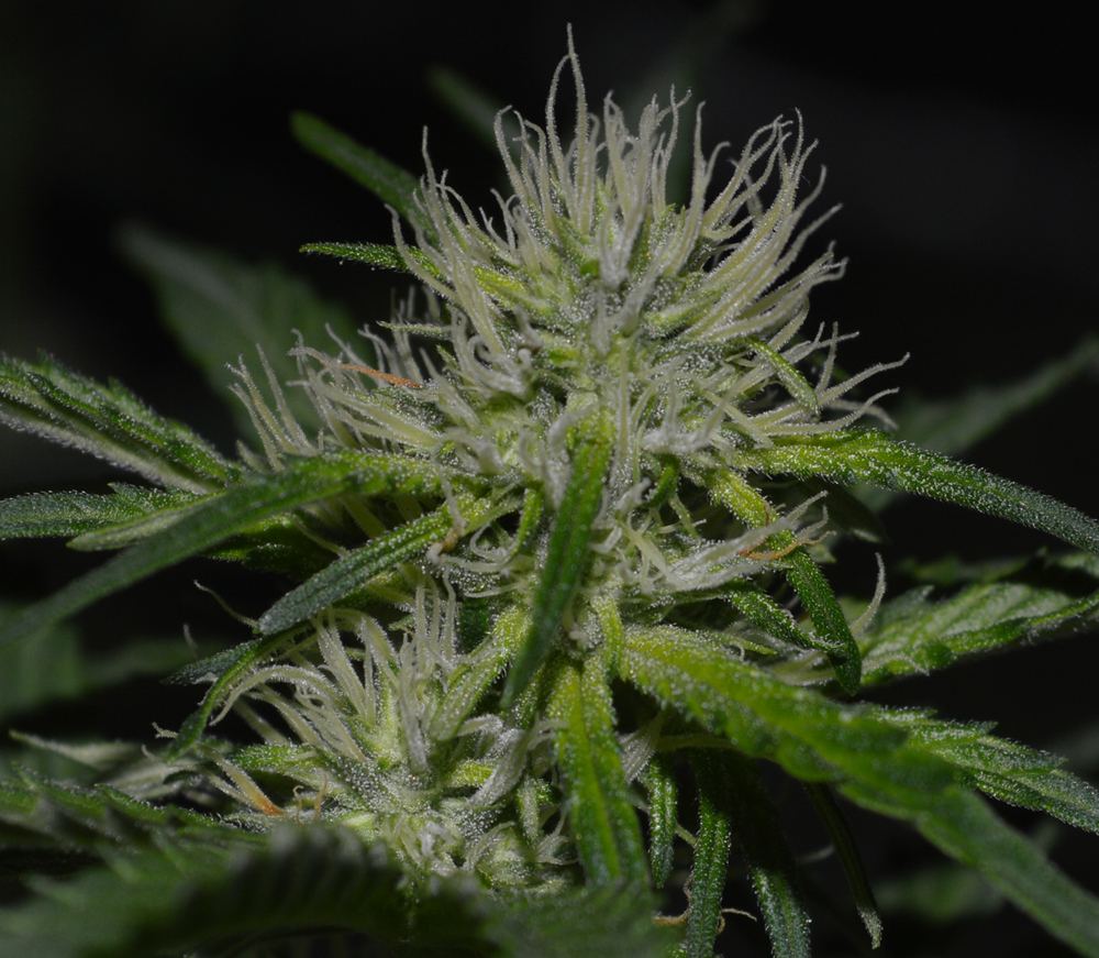 LN flower closeup