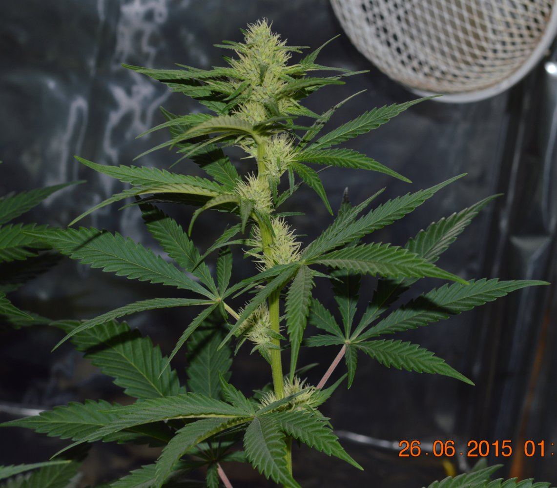 LN flowers
