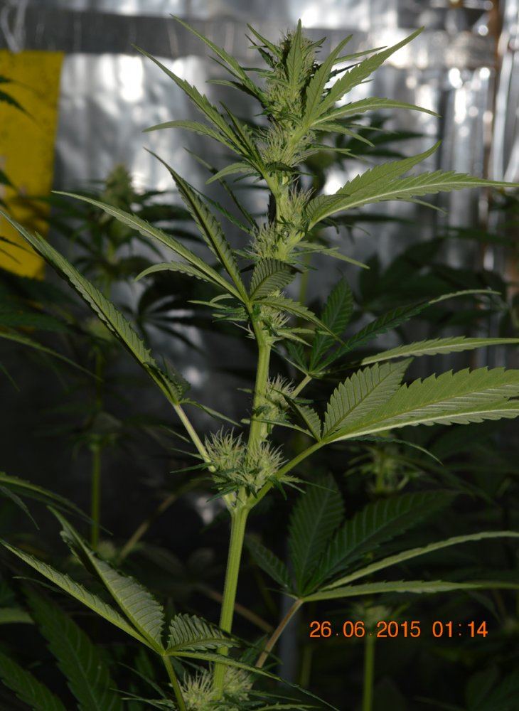 LN flowers2