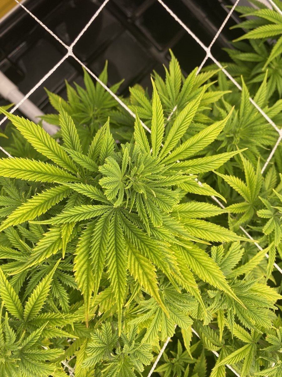 Lockout or a nutrient deficiency 3
