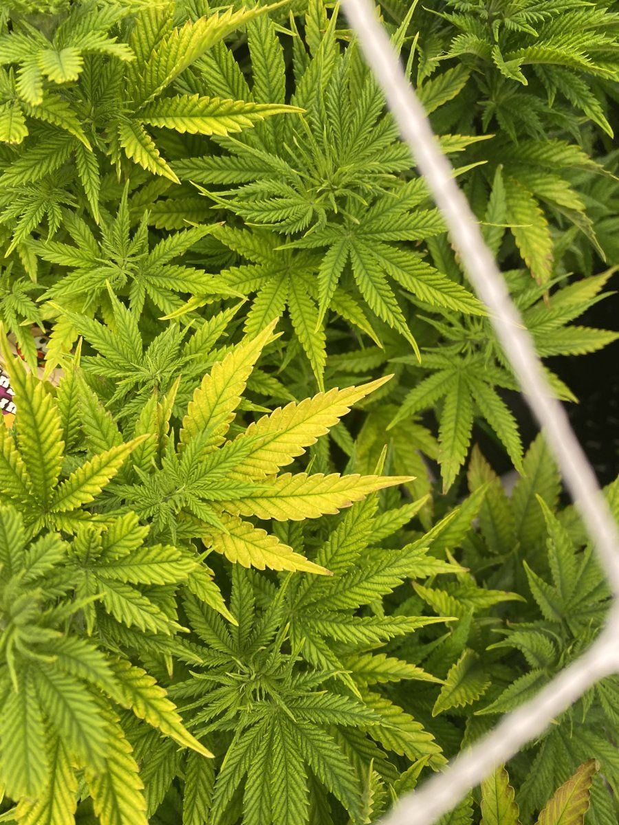 Lockout or a nutrient deficiency 4