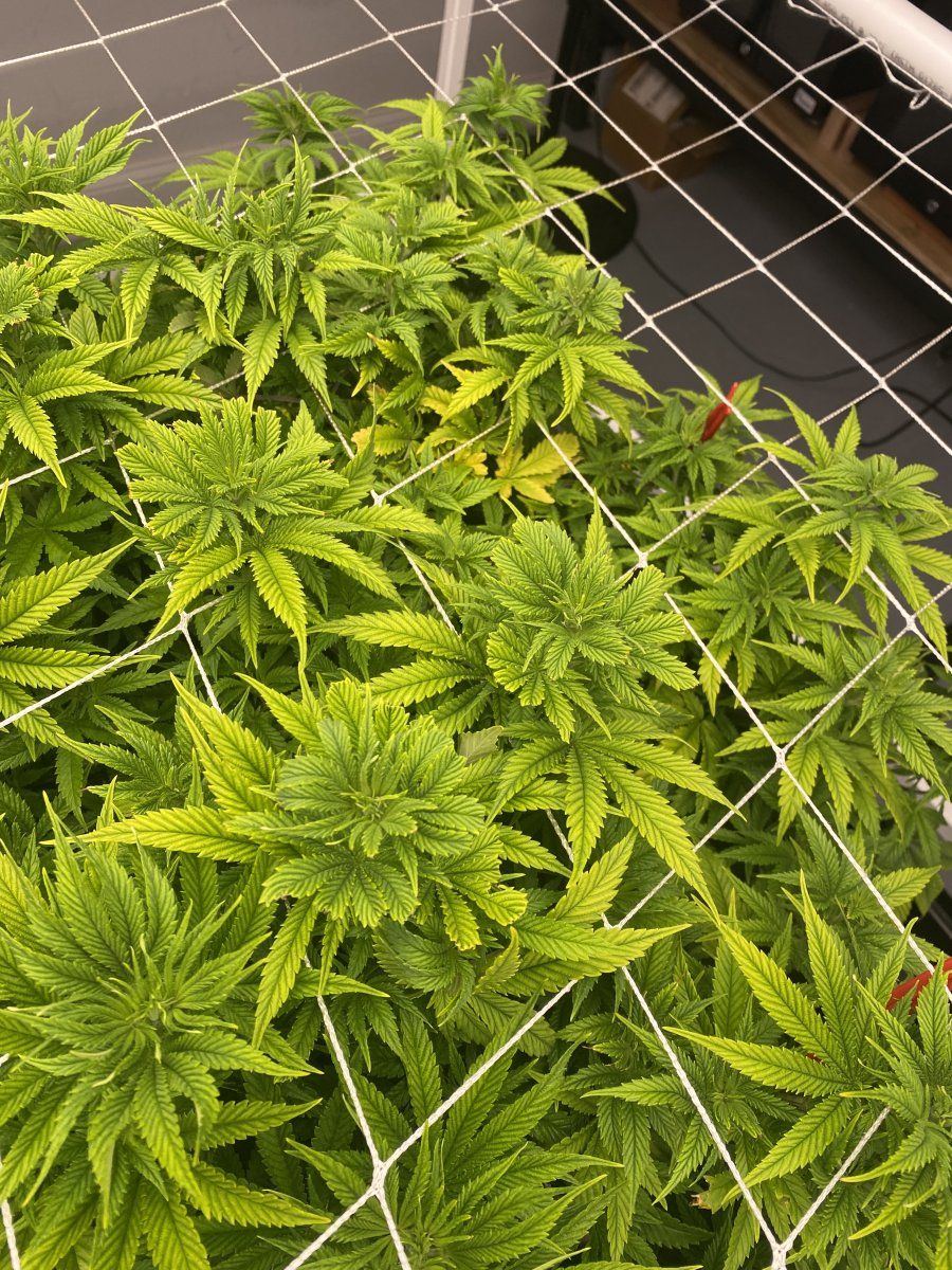 Lockout or a nutrient deficiency 5