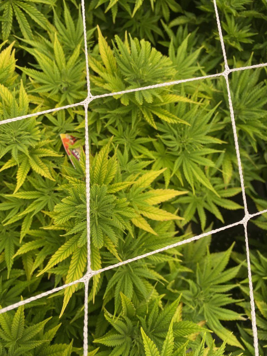 Lockout or a nutrient deficiency 6